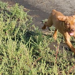 Vizsla Puppies from High Trail Connection