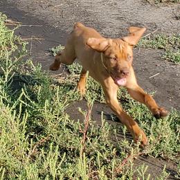 Vizsla Puppies from High Trail Connection