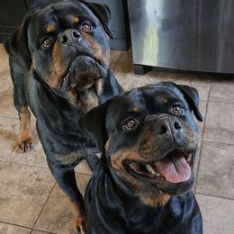 London - Rottweiler