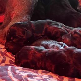 Girl 1 - female Cane Corso puppy in Scott County, Tennessee from Nuovo Inizi Kennels