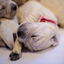 Golden Retriever Puppies from Faded Ash Goldens