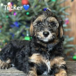 Tucker - Black phantom male Aussiedoodle puppy in Lancaster, Minnesota from Finney Ranch