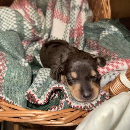 Chuck - Dapple male Dachshund puppy in Pontotoc, Mississippi from Toddy Kennels