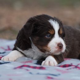 Miniature Australian Shepherd Puppies from Another Day Kennel at Cassel Ranch