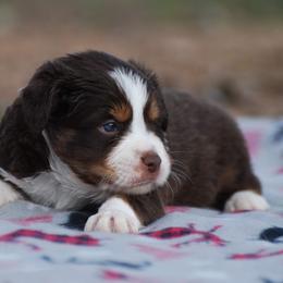 Miniature Australian Shepherd Puppies from Another Day Kennel at Cassel Ranch