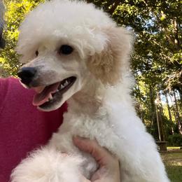 Violet - Poodle