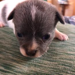 Lindsey Buckingham(now - Blue and white male Chihuahua puppy in Amelia, Virginia from Pannell’s Precious Pups
