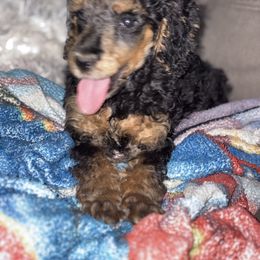 Dalmatian and Poodle Puppies from Exquisite Dalmatians & Standard Poodles