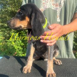 Delilah - Blue ticked and tan female Bluetick Coonhound puppy in Mount Pleasant, Texas from Harmons Hounds
