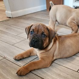 Boerboel Puppies from Pine River Boerboels