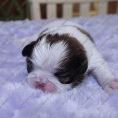Puppy 2 - Sable and white male Japanese Chin puppy in Rapid City, South Dakota from Sakura Japanese Chin