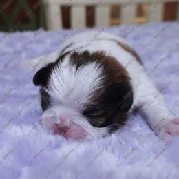 Puppy 2 - Sable and white male Japanese Chin puppy in Rapid City, South Dakota from Sakura Japanese Chin