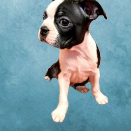 Boston Terrier Puppies from Belen's Boston Terriers