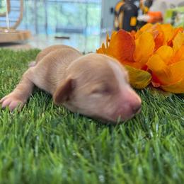 Cream female 2 - 4500 - Cream female Dachshund puppy in Apopka, Florida from The HotDog Stand