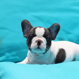 French Bulldog Puppies from Hilltop French Bulldogs