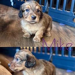 Mike - Red male Dachshund puppy in Hornbeck, Louisiana from A&Z Mini Dachshunds