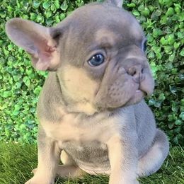 French Bulldogs from Luis Aguado's French Bulldogs