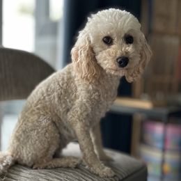 Izzie - Goldendoodle