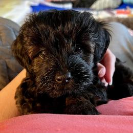 Schnoodle Puppies from Roux's Munchkins
