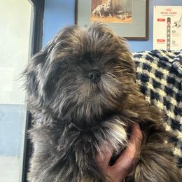 Robby - Silver and white male Shih Tzu puppy in Victorville, California from Precioustzus