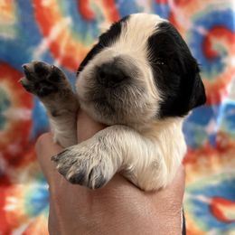 Brown collar black and white ROAN - Black and white male English Springer Spaniel puppy in Jamestown, Kentucky from Waterworks Springers