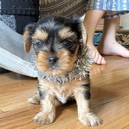 Tenna - Blue and gold female Yorkshire Terrier puppy in Edwardsville, Illinois from Yorkie Acres (@yorkie_2_life)