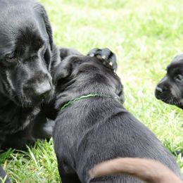 Labrador Retriever Puppies from Ashland Labradors