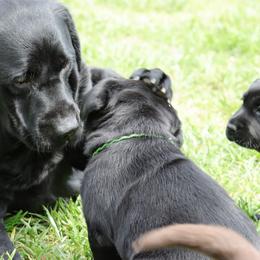 Labrador Retriever Puppies from Ashland Labradors