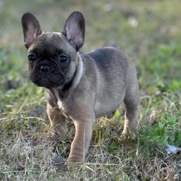 January - Fawn female French Bulldog puppy in Lakeland, Florida from Fur Love And Puppies