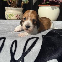Boy 3 - Piebald male Dachshund puppy in Santa Rosa, California from Signature Mini Dachshunds
