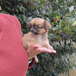 Tiny - Fawn female Chihuahua puppy in Indian Trail, North Carolina from Carry On Chihuahuas