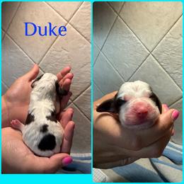 Boy 5 - Liver white and tan male English Springer Spaniel puppy in Williston, Florida from Parks Paradise Springers