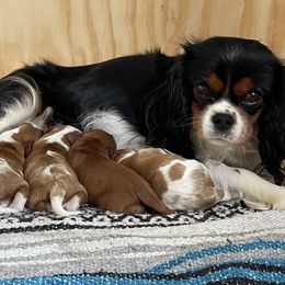 Cavalier King Charles Spaniels from Sherman Family Farm's Cavaliers