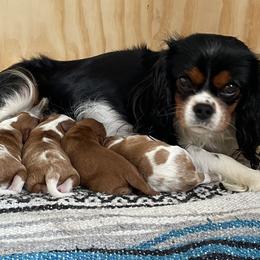 Cavalier King Charles Spaniels from Sherman Family Farm's Cavaliers
