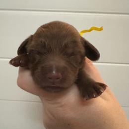 Dove - Chocolate female Dachshund puppy in Wolf Lake, Indiana from Canisteo Dachshunds
