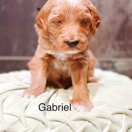 Gabriel - Apricot male Goldendoodle puppy in Pasco, Washington from Camp Doodle Woods