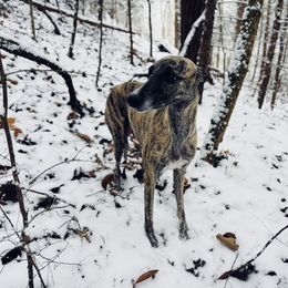 Manca - Whippet