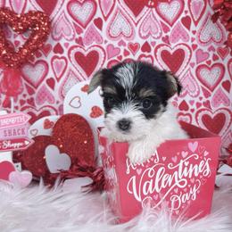 Teacup Duchess - Black and tan female Yorkshire Terrier puppy in Lithonia, Georgia from Toy Yorkies Atlanta