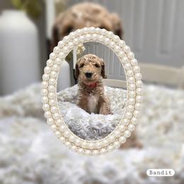 Bandit - Cream male Goldendoodle puppy in Richmond, Virginia from Highland Grove Doodles, LLC