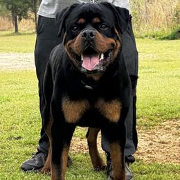 Nitro vom Hartenkern - Black and mahogany male Rottweiler puppy in Prosperity, South Carolina from Michelle's Rottweilers