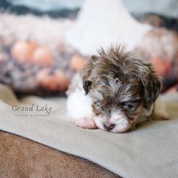 Sugar Pie - Merle female Schnoodle puppy in Grove, Oklahoma from Grand Lake Poodles & Doodles