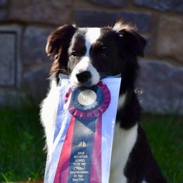 Border Collies from Fair Haven Farms
