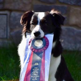 Border Collies from Fair Haven Farms