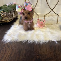 Yorkshire Terrier Puppies from Yorkshire Terriers