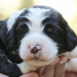 Bernedoodles, Goldendoodles, and Golden Retrievers from BrookeMarie’s Goldendoodle Love