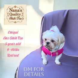 Chiqui - Liver and white female Shih Tzu puppy in Sacramento, California from NANA’S  QUALITY SHIH TZU'S