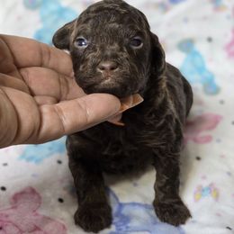 Bernedoodle puppies from Austin Doodles & Poodles
