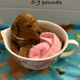Paprika - Red female Cavapoo puppy in Cedar City, Nevada from Puppy Maker