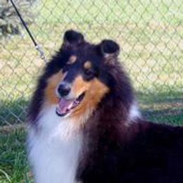 Collies from Pleasant Acre Collies