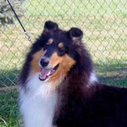 Collies from Pleasant Acre Collies